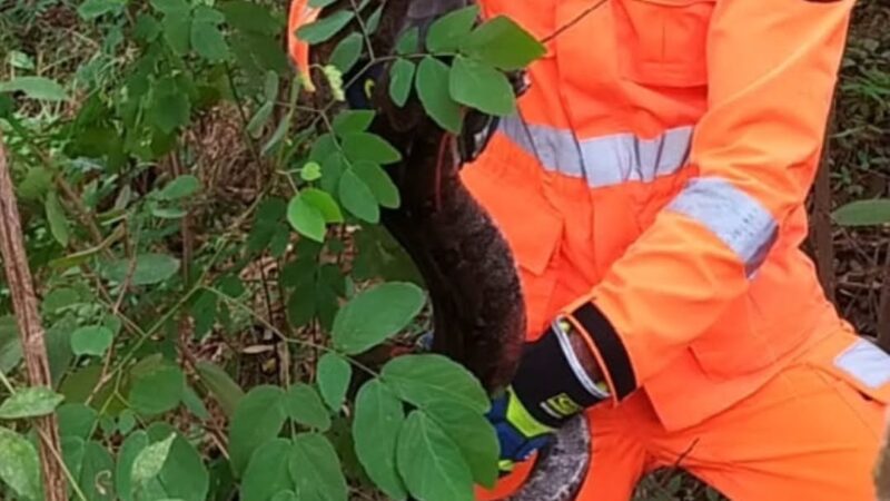 Vídeos: bombeiros capturam jiboia no Horto Municipal de Itaúna