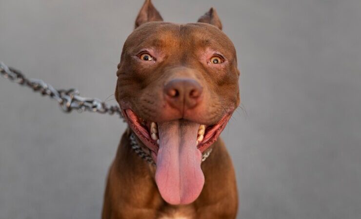 Lei proíbe procriação e entrada de pit-bull,  dobermann, rottweiler, fila-brasileiro em Minas
