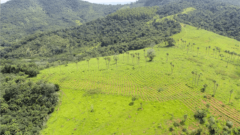 Vídeo: áreas verdes mantidas pela Mineração Usiminas já são 5,7 vezes maiores que espaço destinado a operações