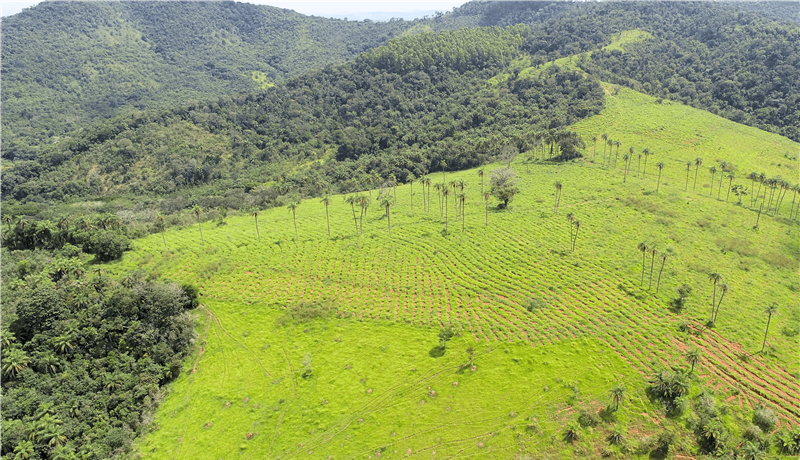 Vídeo: áreas verdes mantidas pela Mineração Usiminas já são 5,7 vezes maiores que espaço destinado a operações