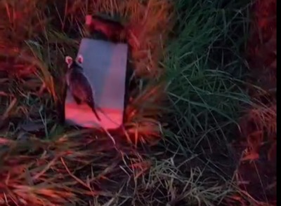 Vídeos: Bombeiros de Itaúna capturam família de gambás que devolvem à natureza