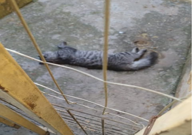 Leitor da GAZETA denuncia envenenamento de gatos no bairro Padre Eustáquio