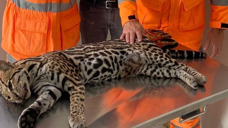 Onça jaguatirica é encontrada sem vida após possível atropelamento no DI