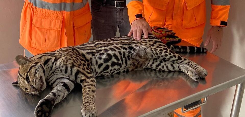 Onça jaguatirica é encontrada sem vida após possível atropelamento no DI