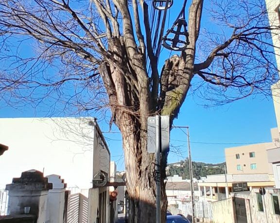 Prefeitura de Itaúna vai substituir duas árvores com risco de queda no centro da cidade