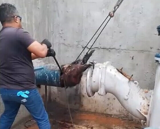 É falso que vídeo de capivara sendo retirada de tubulação foi feito pelo SAAE de Itaúna