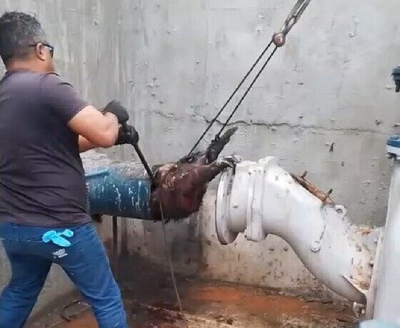 É falso que vídeo de capivara sendo retirada de tubulação foi feito pelo SAAE de Itaúna