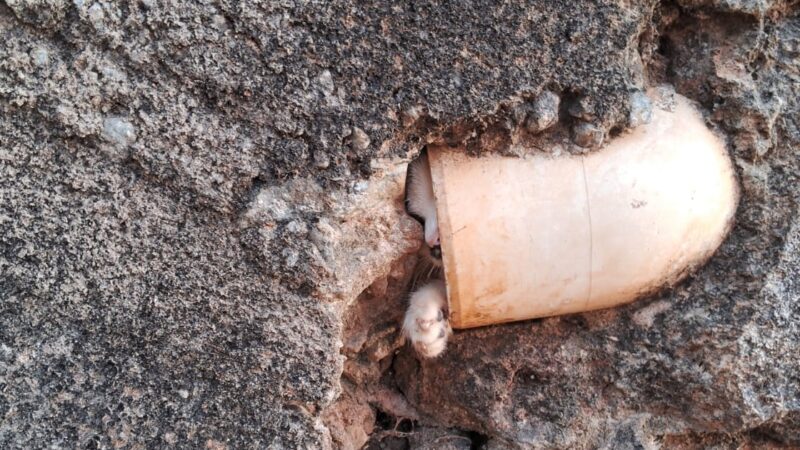 Vídeos: gatinho preso em tubulação é retirado pelo Corpo de Bombeiros de Itaúna