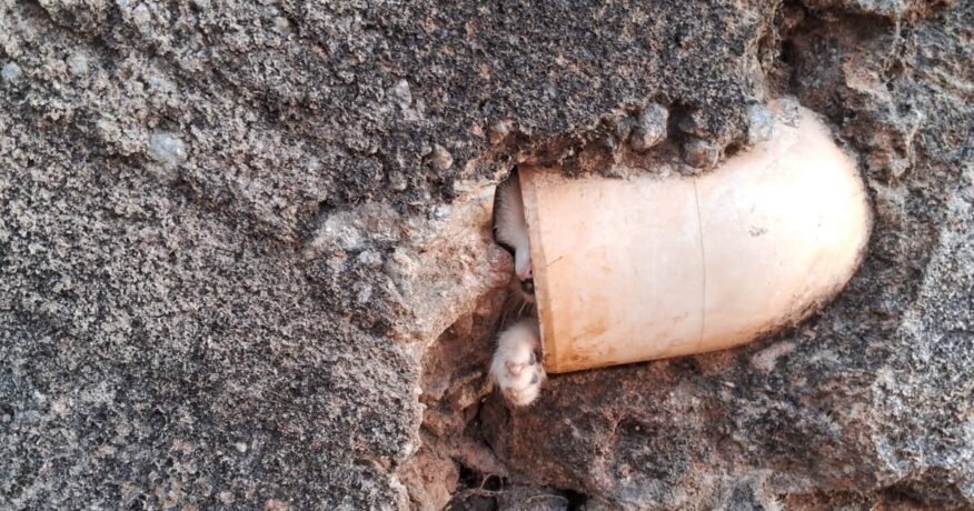 Vídeos: gatinho preso em tubulação é retirado pelo Corpo de Bombeiros de Itaúna