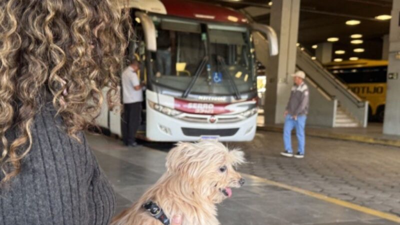 Animais de pequeno porte vão pagar passagem e ficar em caixas para viajar de ônibus em Minas