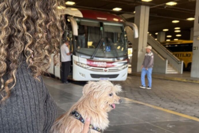 Animais de pequeno porte vão pagar passagem e ficar em caixas para viajar de ônibus em Minas