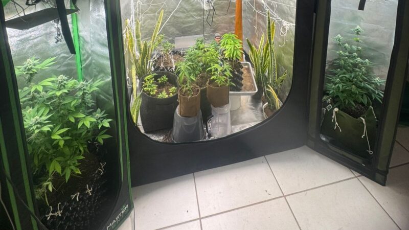 PM desmantela laboratório de drogas, com cogumelos venenosos, chá Daime e maconha, em Divinópolis