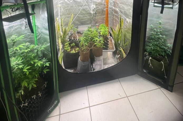 PM desmantela laboratório de drogas, com cogumelos venenosos, chá Daime e maconha, em Divinópolis