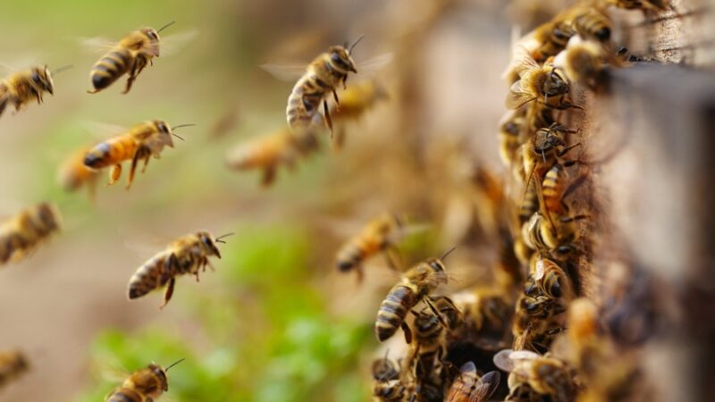 Idoso é atacado por abelhas, pula em piscina e morre afogado em Divinópolis