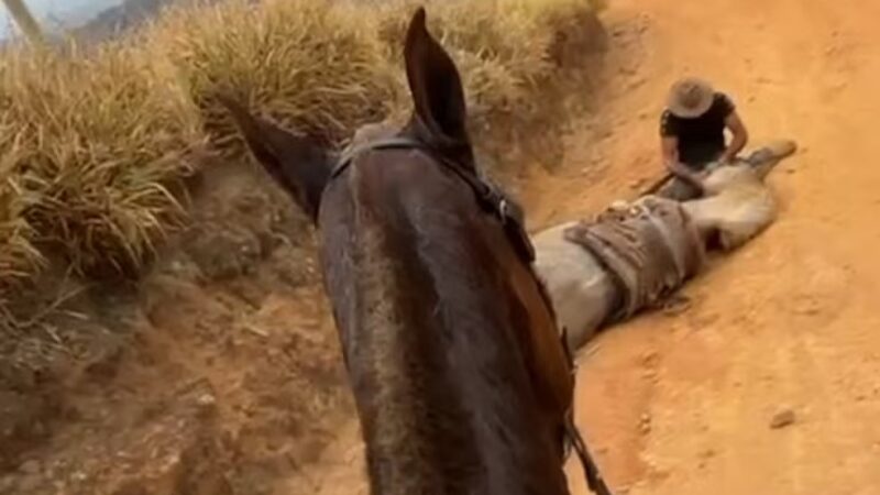 Tutor decepa as patas do cavalo que estava cansado durante evento rural