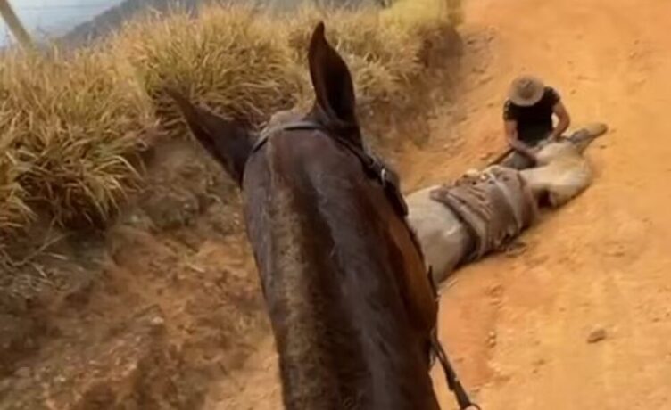 Tutor decepa as patas do cavalo que estava cansado durante evento rural