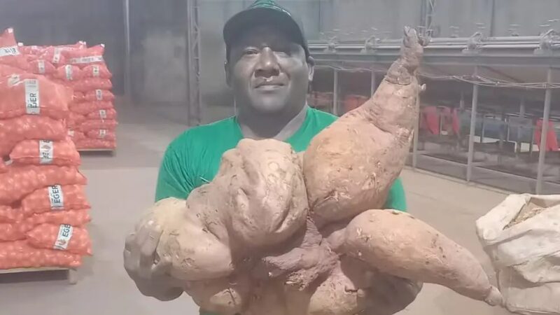 Batata-doce de mais de 35 kg é colhida no Alto Paranaíba e será dividida com a comunidade