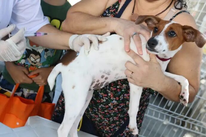 Donos de cães e gatos têm um compromisso com a saúde dos seus pets neste sábado, 06/09