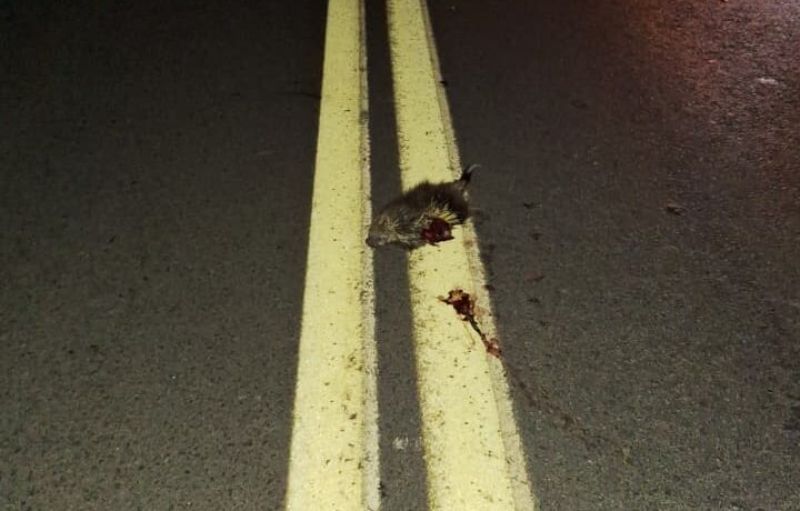 Porco espinho na MG 050 provoca acidente entre motocicleta e carro