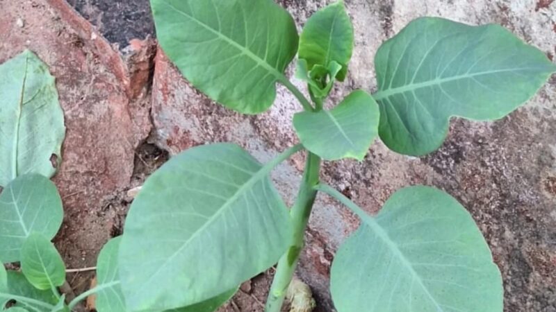 Mulher que comeu “falsa couve” morre depois de cinco dias em estado grave e lesão cerebral