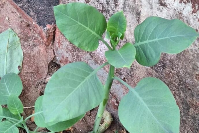 Mulher que comeu “falsa couve” morre depois de cinco dias em estado grave e lesão cerebral