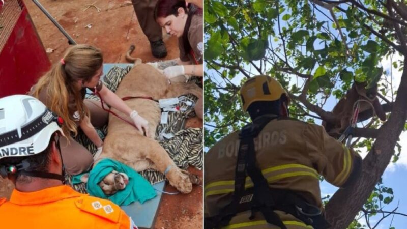 Vídeo: onça-parda é capturada depois de ficar dois dias em uma árvore no Triângulo Mineiro