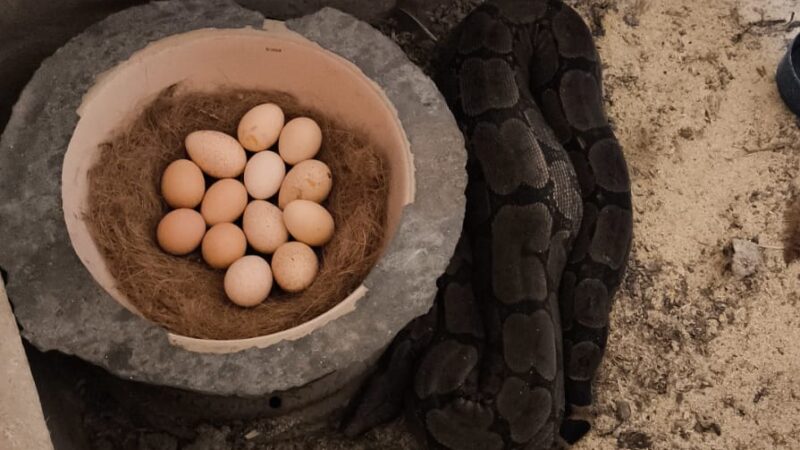 Vídeos: jiboia de dois metros é capturada pelos bombeiros no povoado de Freitas