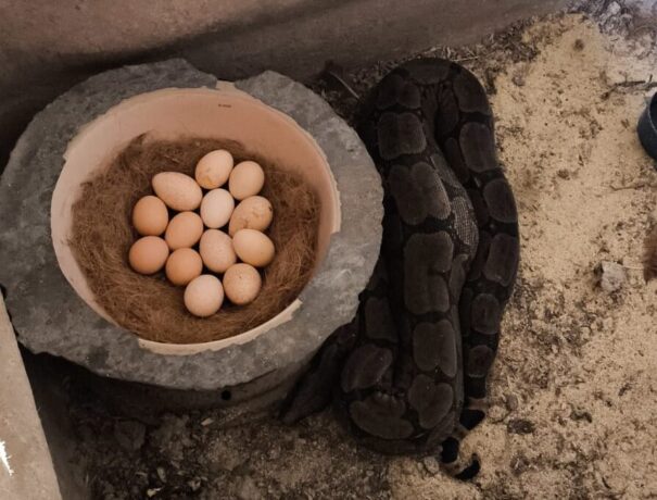 Vídeos: jiboia de dois metros é capturada pelos bombeiros no povoado de Freitas