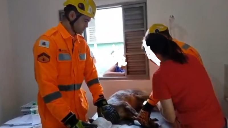Vídeo: cervo é capturado na Cooperita pelo Corpo de Bombeiros de Itaúna