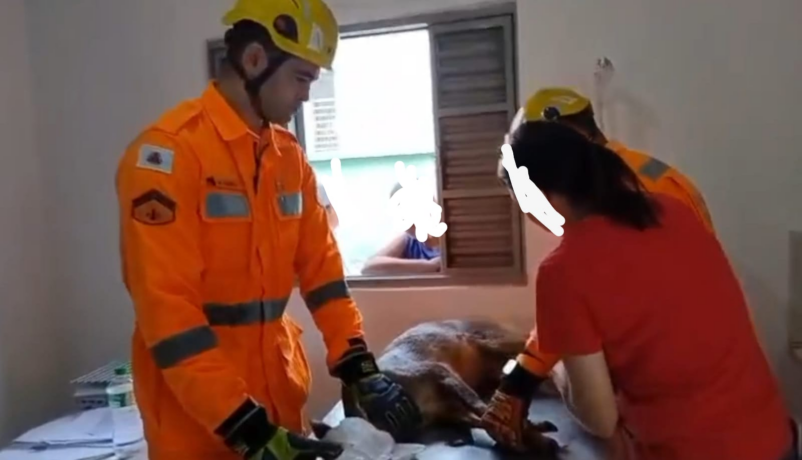 Vídeo: cervo é capturado na Cooperita pelo Corpo de Bombeiros de Itaúna