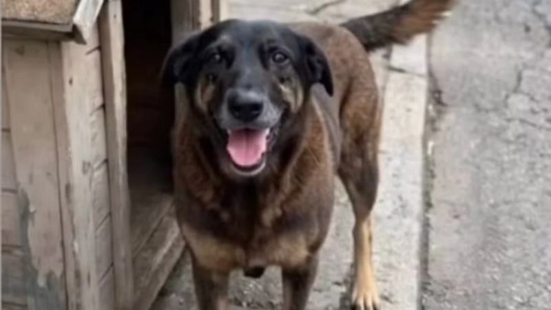 Norte-americanos querem a expulsão de adolescentes brasileiros suspeitos de matar o cão Orelha