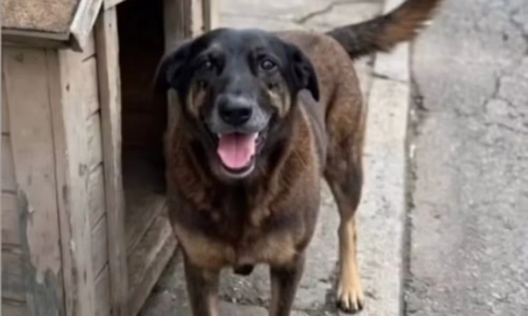 Norte-americanos querem a expulsão de adolescentes brasileiros suspeitos de matar o cão Orelha