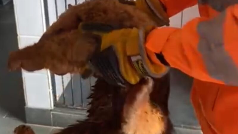 Corpo de Bombeiros captura tamanduá-mirim ferido na MG 431, em Itaúna