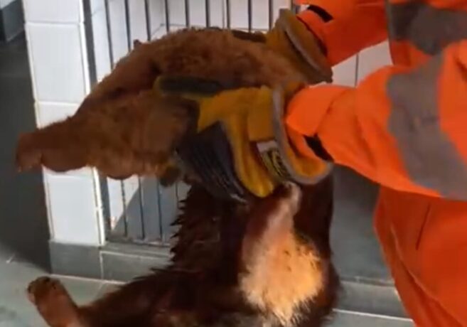 Corpo de Bombeiros captura tamanduá-mirim ferido na MG 431, em Itaúna