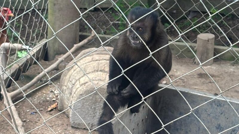 Denúncia leva ao resgate de macaco-prego e infratora recebe multa de R$19.975,16