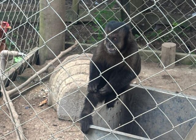 Denúncia leva ao resgate de macaco-prego e infratora recebe multa de R$19.975,16