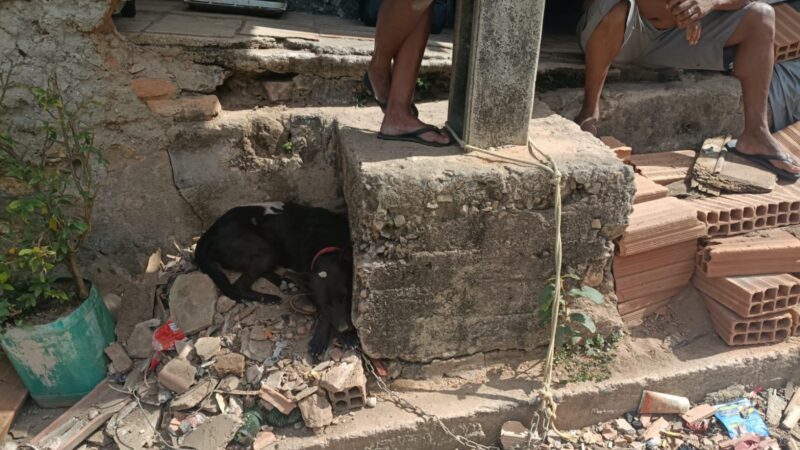 Denúncia leva homem à prisão por maus tratos a animal em Itaúna; multa foi de R$ 1.215,87