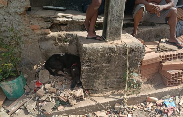 Denúncia leva homem à prisão por maus tratos a animal em Itaúna; multa foi de R$ 1.215,87
