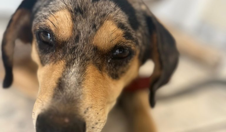 Vídeo: servidora é exonerada depois de maus tratos a um cachorro de rua