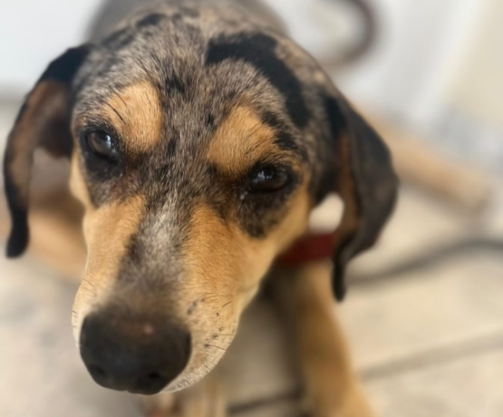 Vídeo: servidora é exonerada depois de maus tratos a um cachorro de rua