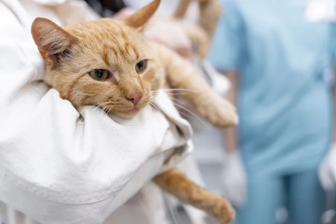 Município terá mutirão de castração de cães e gatos dia 17 de maio