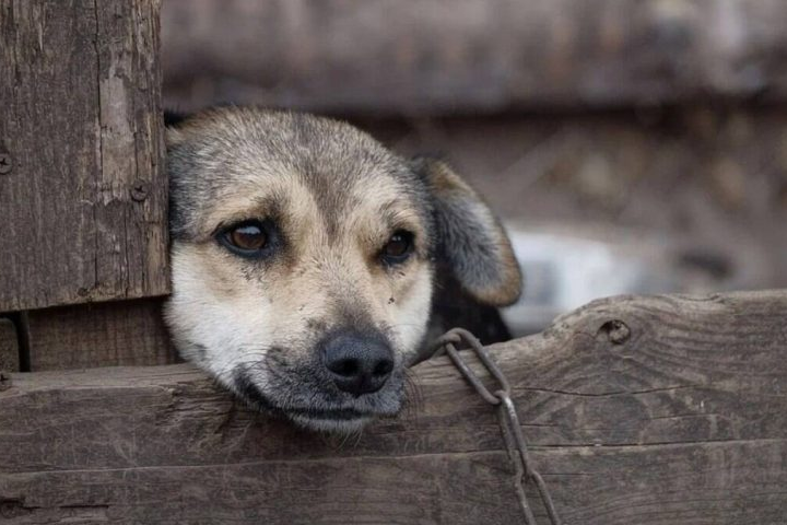 Maus-tratos a animais: quando a omissão também pode ter consequência jurídica