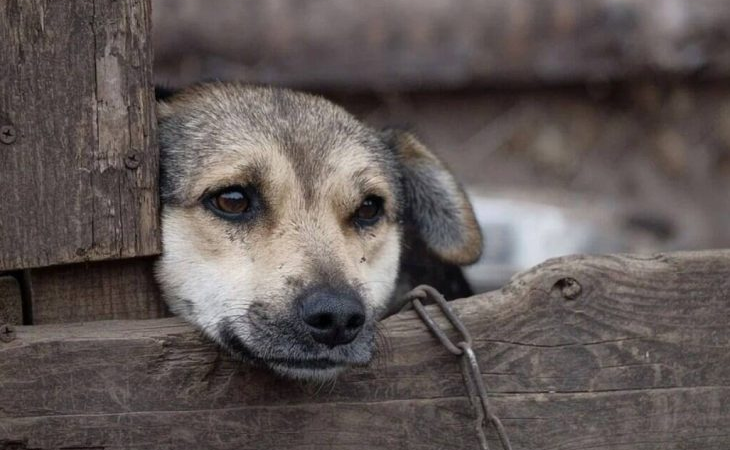 Maus-tratos a animais: quando a omissão também pode ter consequência jurídica