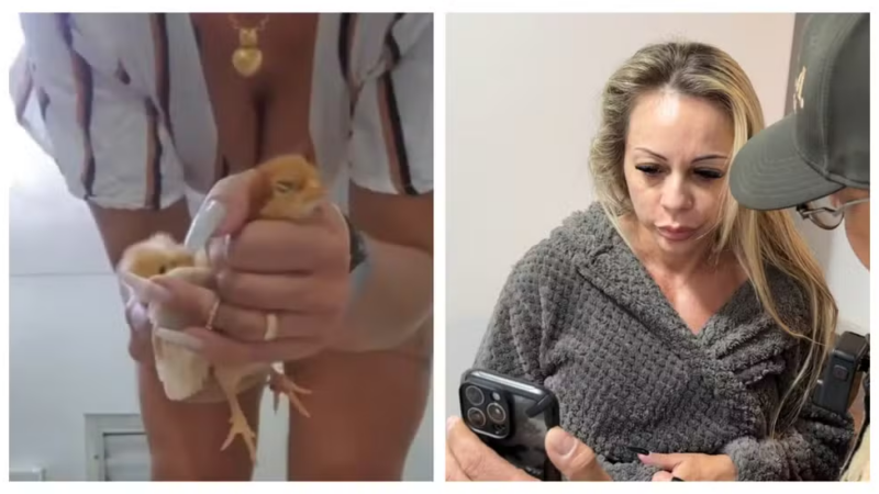 Vídeos: empresária é presa por fazer vídeos torturando e matando animais para vender na internet