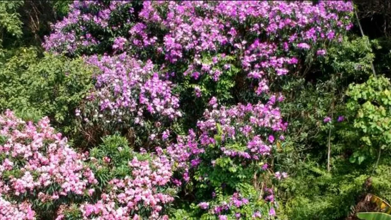 Para marcar mês do meio ambiente, 100 quaresmeiras serão plantadas no Morro do Bonfim