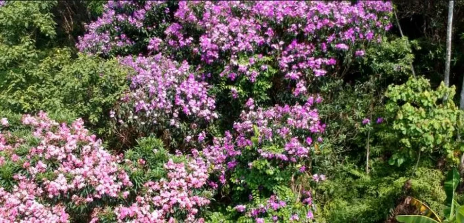 Para marcar mês do meio ambiente, 100 quaresmeiras serão plantadas no Morro do Bonfim
